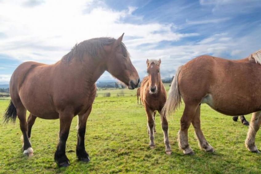Gîte de France Gîte de la grangette 5/6 personnes 3 épis - foto 46