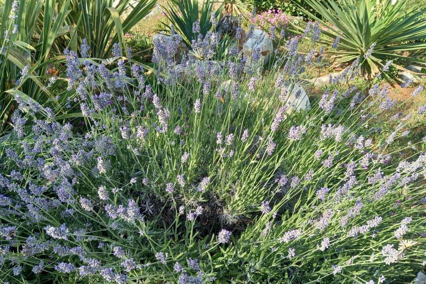 Villa Malini - foto 26