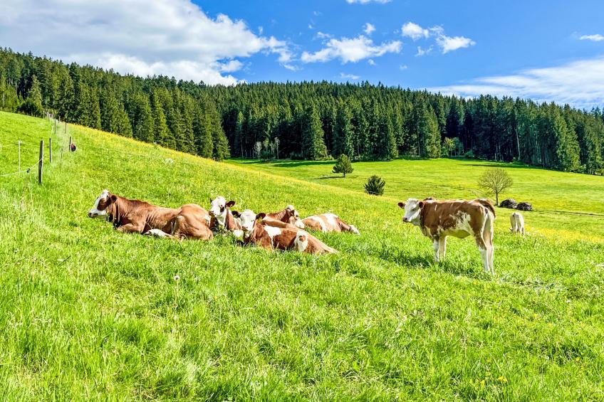 Kuschelnest Oase - foto 30