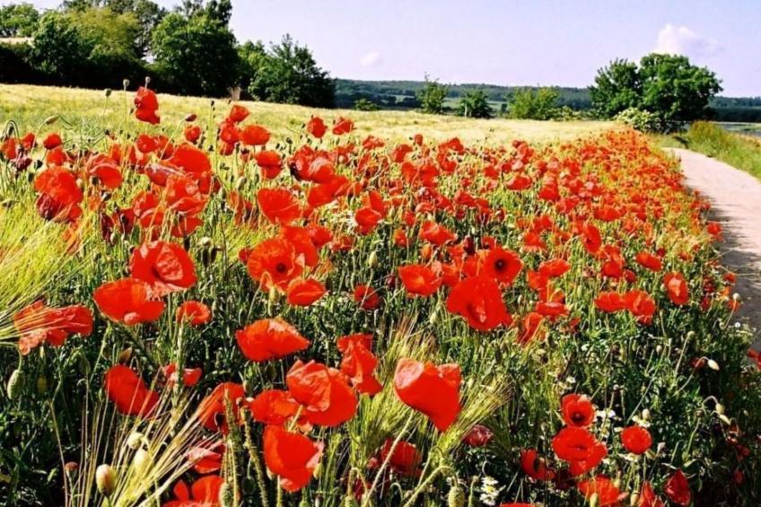 mit Sauna und Schwimmbadnutzung - foto 26