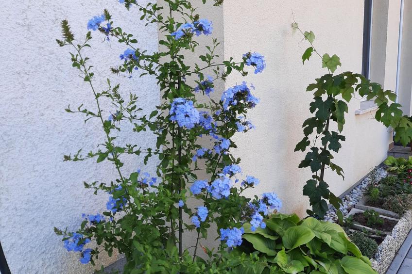 in Bük im Parterre mit Garten - foto 30