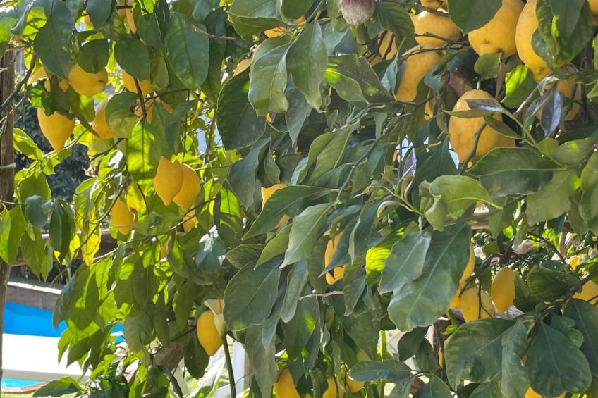 "Villa Flore" Sorrent und Amalfiküste - foto 11