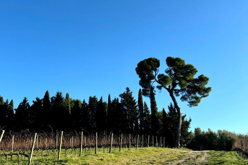 CASA ANCARANO Sirolo - foto 41