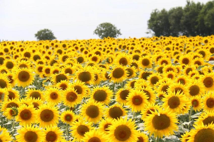 ST LAURENT DE LA SALLE FR-85410-02 - foto 35