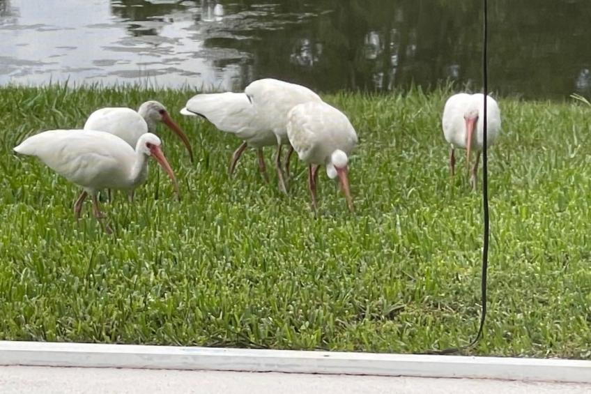 Familienfreundliche Villa nahe der Disney-Parks - foto 42