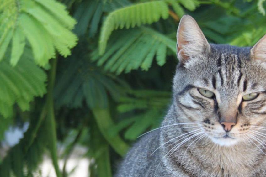 Kissonerga Apartment - foto 30