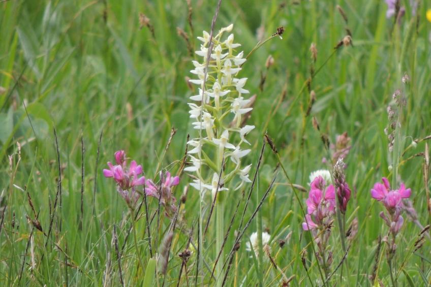 Tschlin Chasa La Resgia, (Tschlin) - foto 43