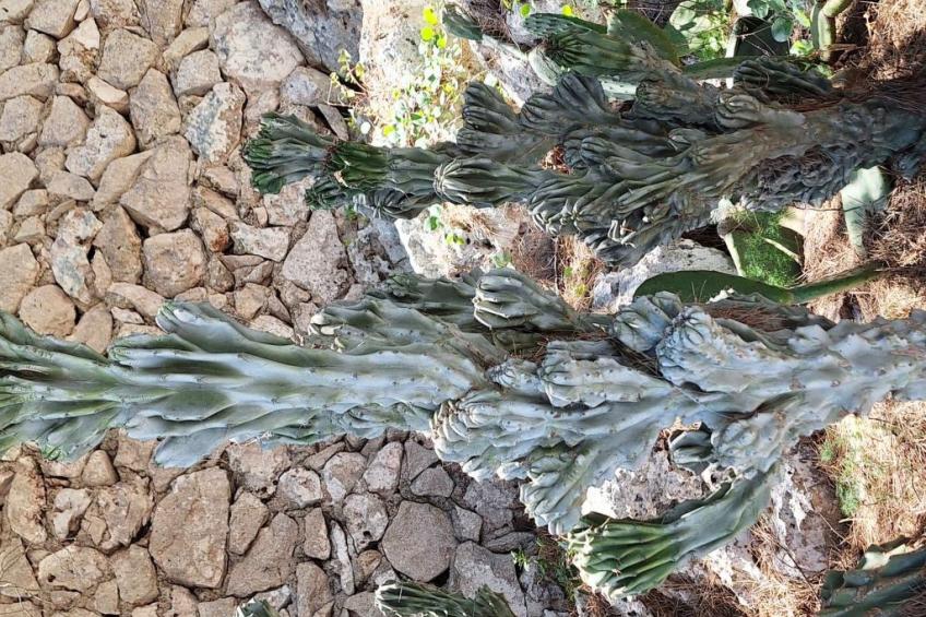 'Villa Rizzo' mit Terrasse - foto 23