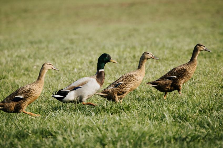 Hof Obertalgut - foto 9