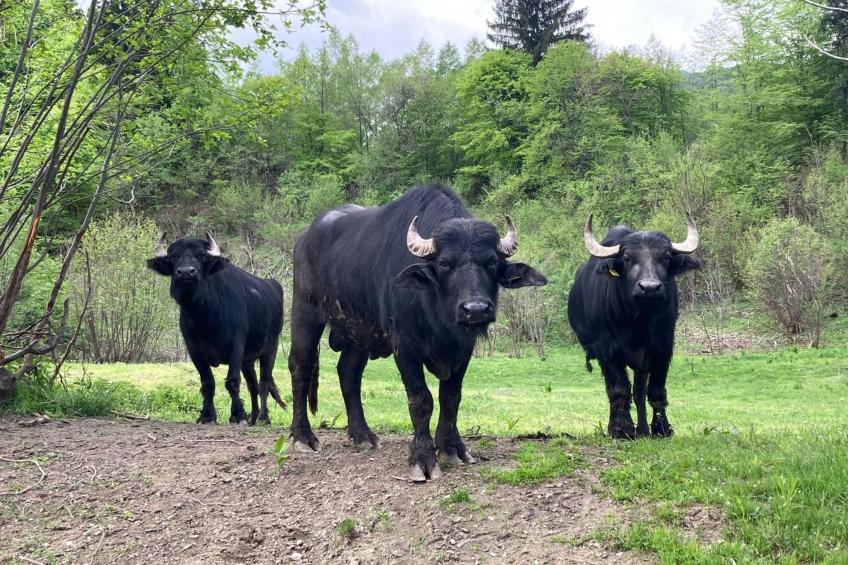 Vila Roberta Breaza Brasov - foto 23