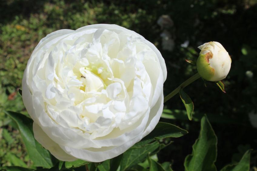 Haus "l'Ecurie" mit Terrasse und Garten - foto 38