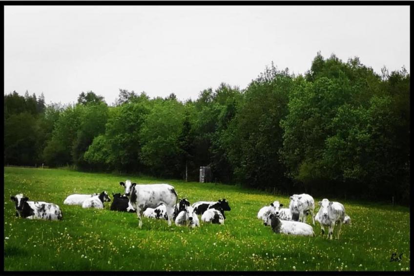 L'Allée verte - foto 31