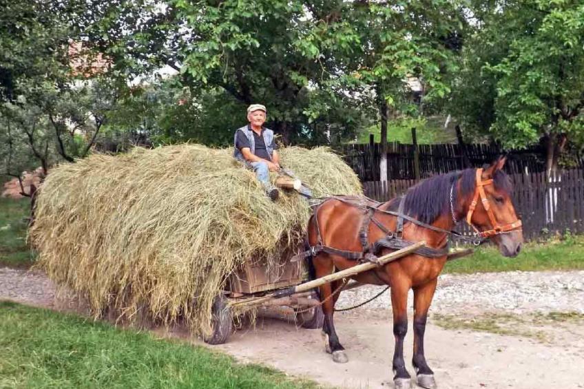 Casa Nicu - traditionelles Landhaus in Hirtendorf - foto 23