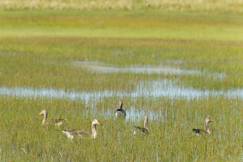 Duindroom op Terschelling - foto 40