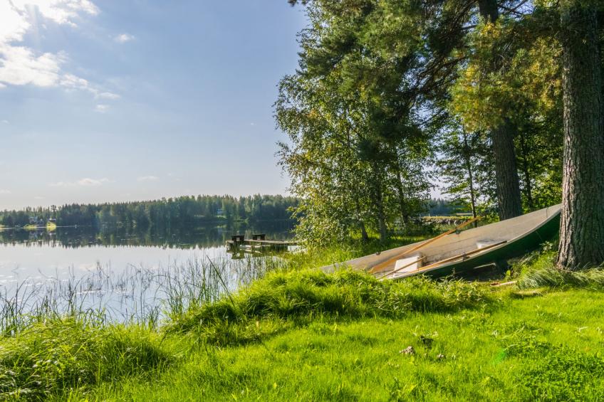 Saniainen - foto 3