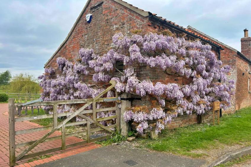 Wisteria at the Rookery - foto 6