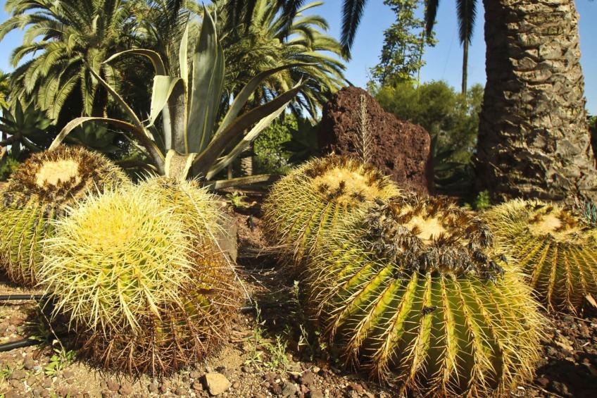 Finca Tocama - foto 16