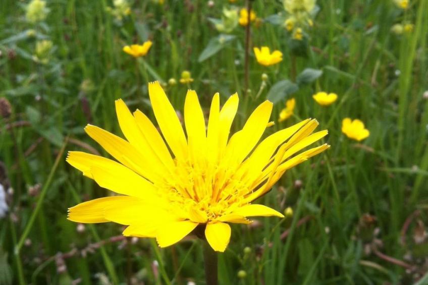 Alpenhof Sonne - foto 45