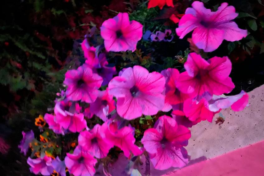 Wohnung in einer engen und ruhigen Anlage - foto 34