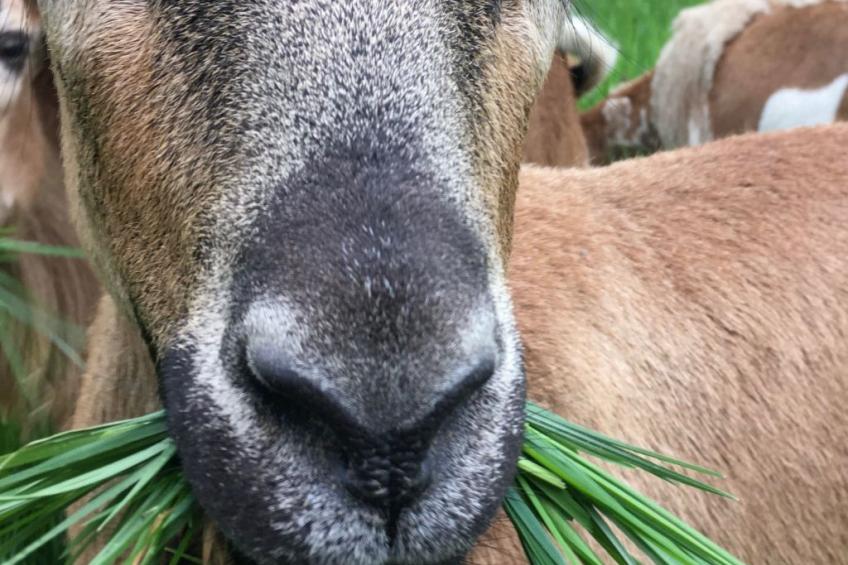 Kellerstöckl am veganen Bio-Lebenshof - Varm - the vegan Farm - foto 49