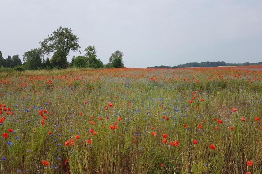 Mobilheim am Goldberger See - foto 19
