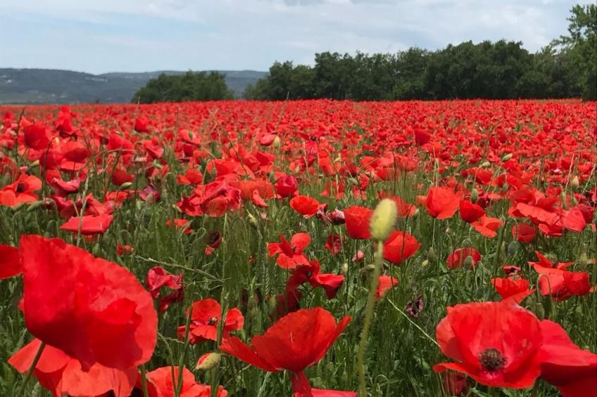 Gemütliches Ferienhaus mit Pool und Meerblick - foto 31
