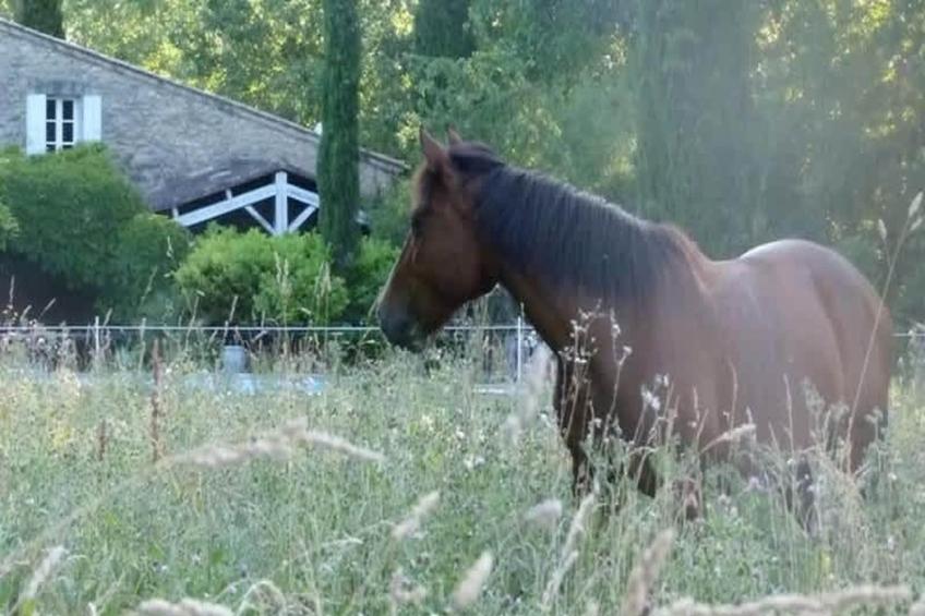 Villa provencale pour les amoureux de la nature en Lubéron - foto 37