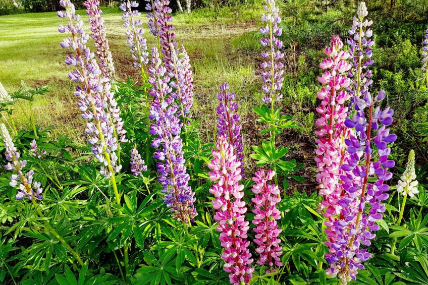 Villa Norrsken - foto 47