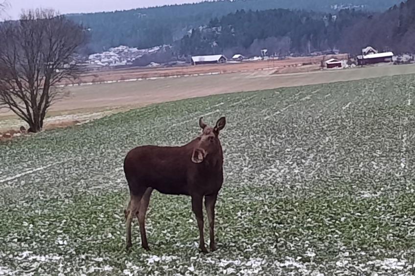 Bauernhaus-Wohnung bei Göta Älv in der Nähe von Göteborg - foto 20
