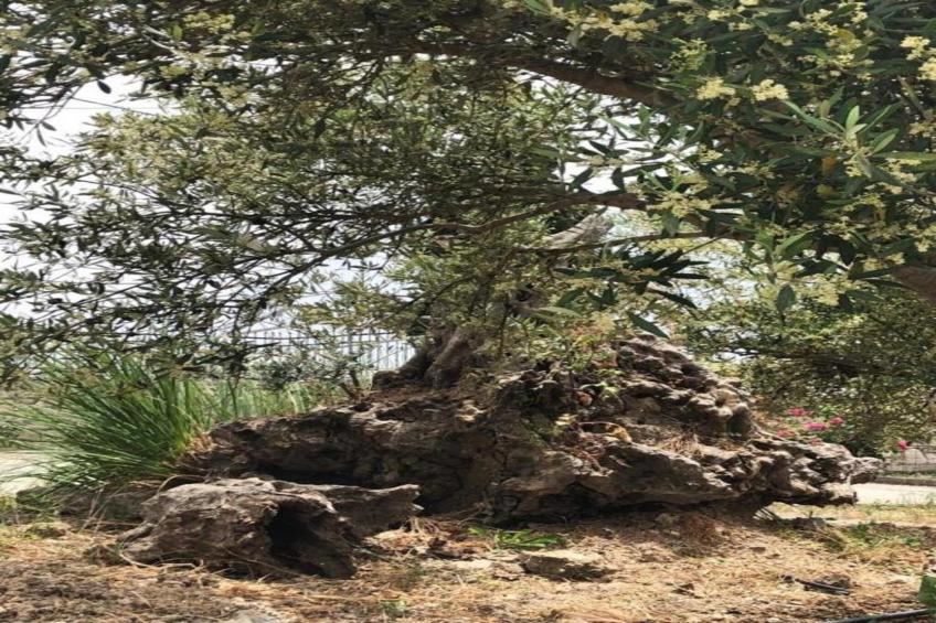 Villa Iasonas Studio - foto 19