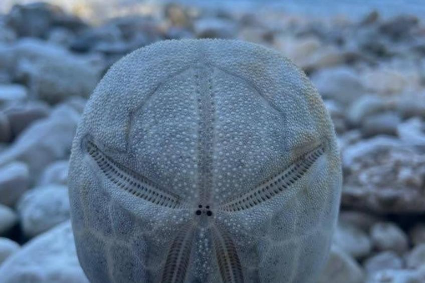 direkt am Strand - foto 23