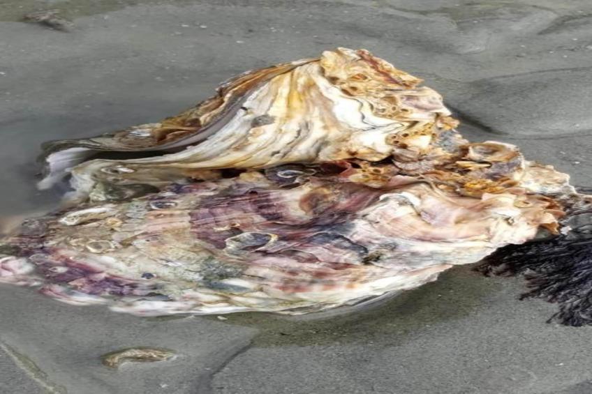 Water Resort Oosterschelde 73 - foto 37