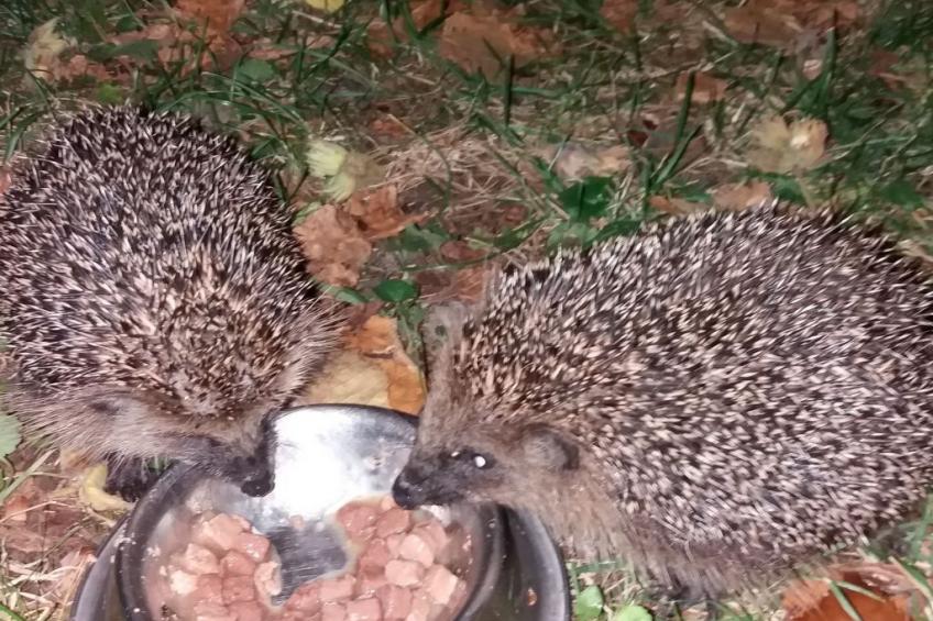 Hummelcasa - foto 38