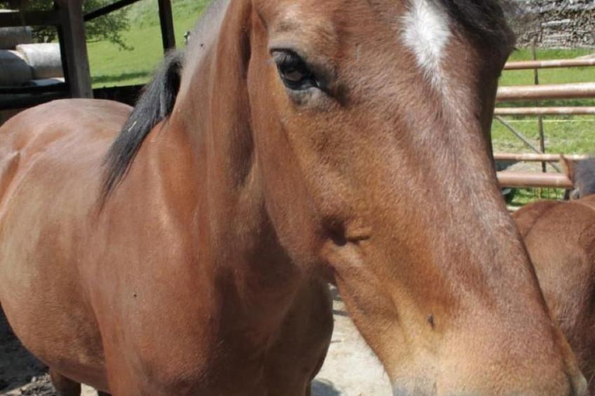 Bio Hof Rosentürmli gross - foto 12