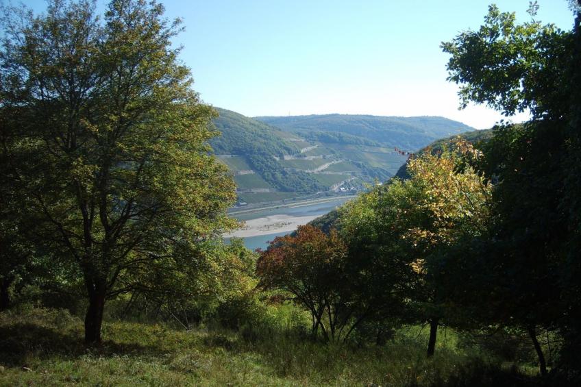 mit Balkon und Rheinblick - foto 20
