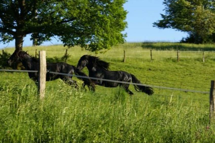 in Le Châtelet-Sur-Meuse mit Grill, Garten und Terrasse - foto 4