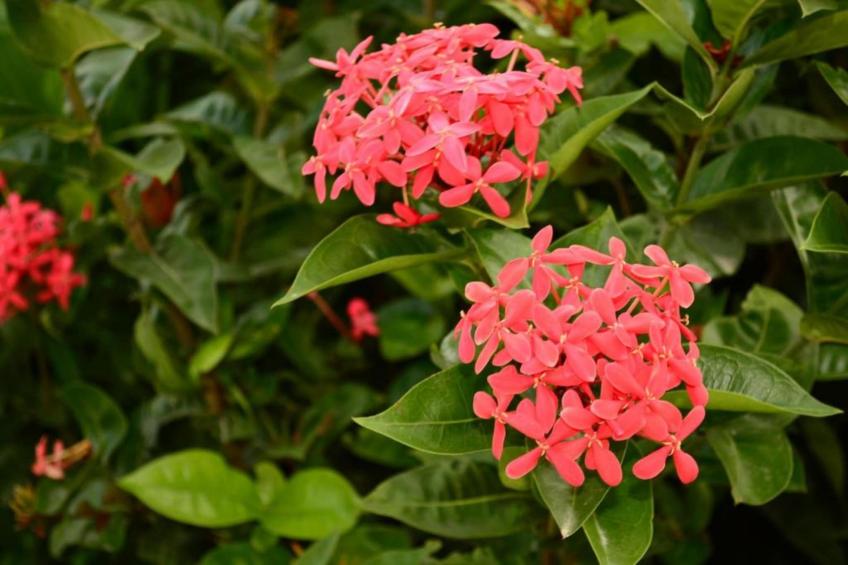 Villa Fleur de Marie - foto 24