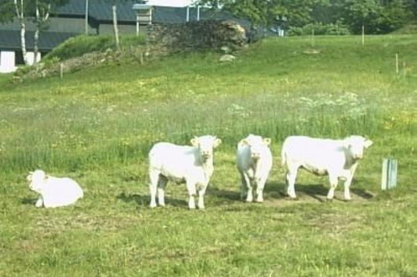 Appartement in Wittenschwand - foto 23