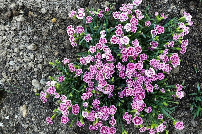 Chalet Traumfleck - foto 20