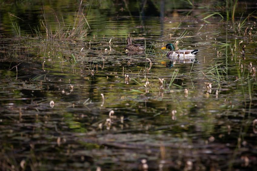 Cabane The Early Birds - foto 27