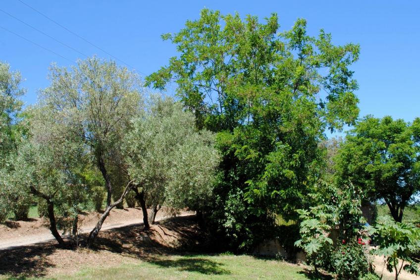 Villa Belle Vue, direkt am Meer, 1-2 Haustiere erlaubt - foto 5