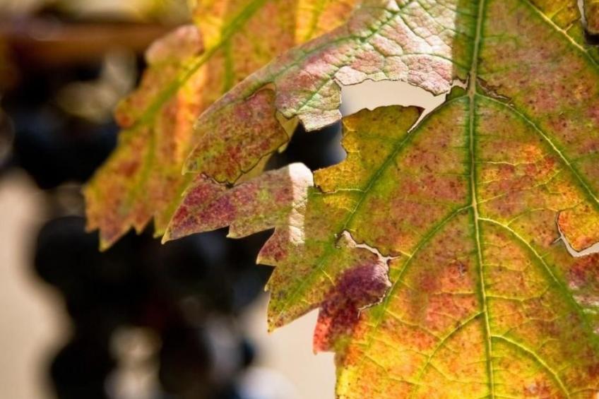Rote Wohnung Bauernhaus - foto 38