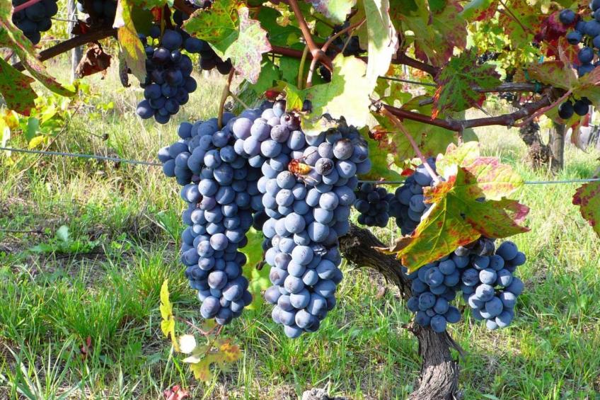 'Barbera' mit Pool - foto 20