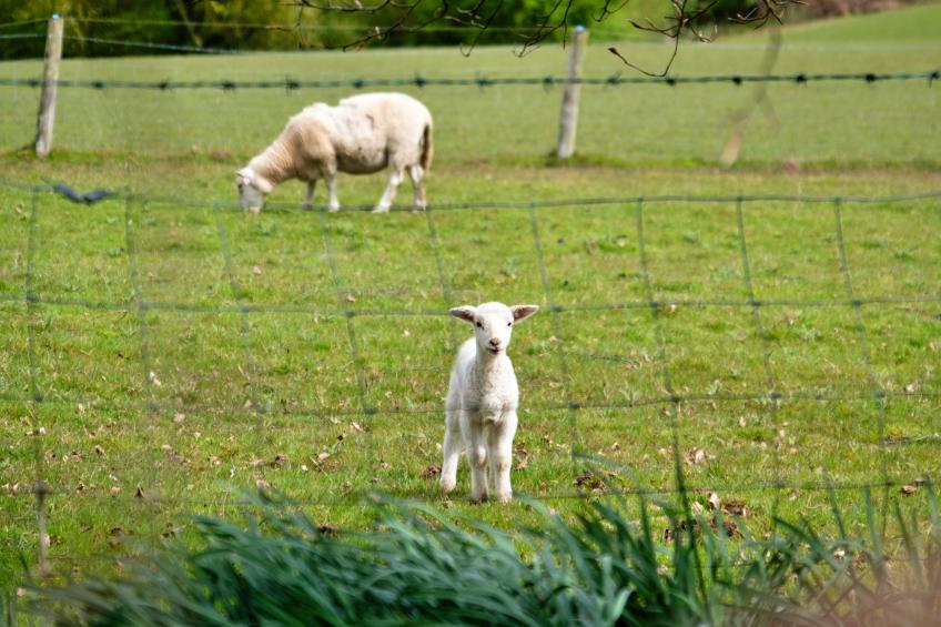 Hay and Hedgerow Glamping - foto 19