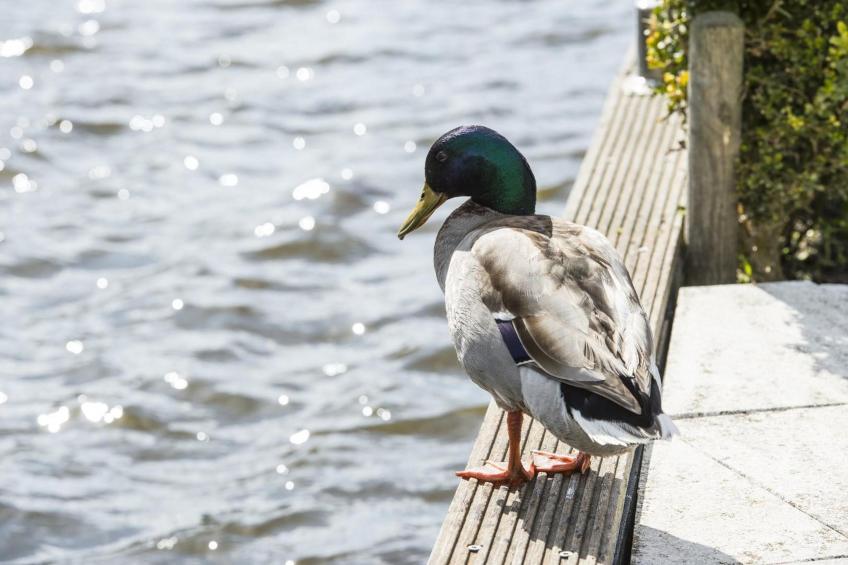 Bungalowpark Rien van den Broeke Village - foto 26