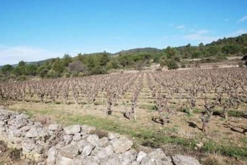 Die kleine Zikade - foto 23