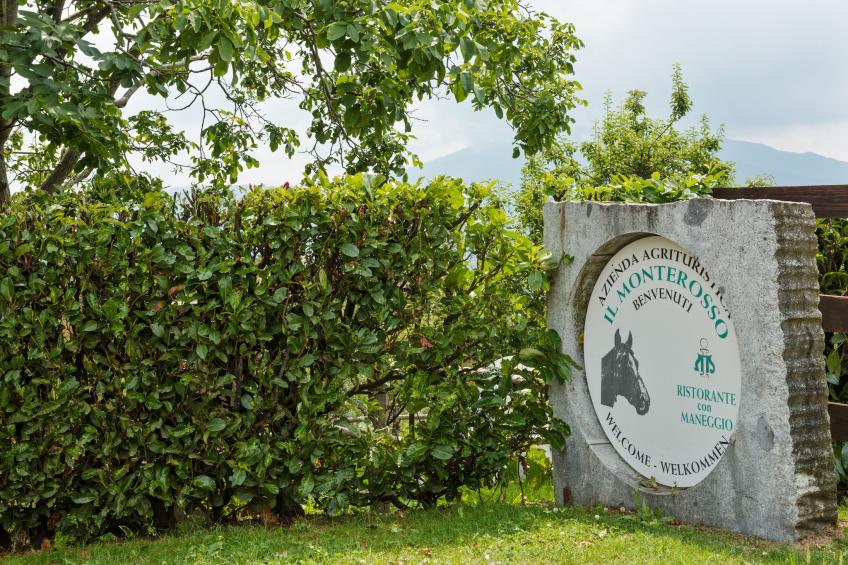 Rododendro - foto 36