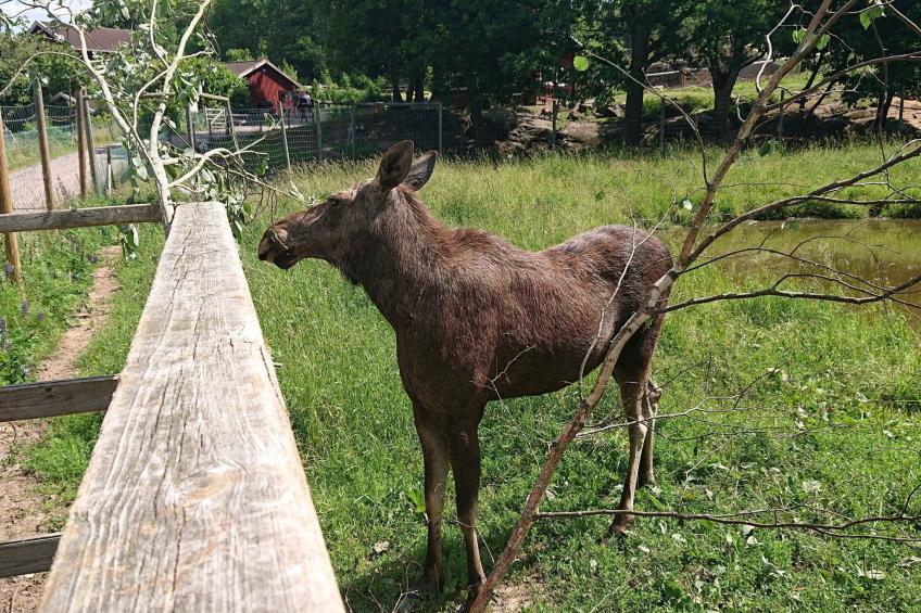 Familienfreundliches Ferienhaus mit großem Garten - foto 46