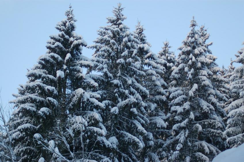 Am Grünen Wald - foto 40