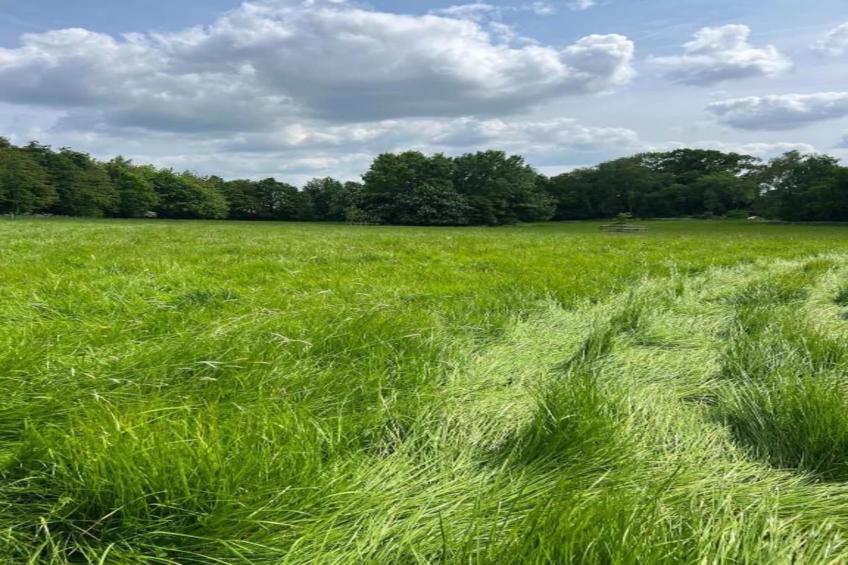 The Campion - foto 26